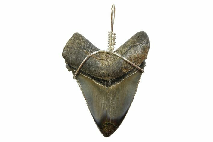 Fossil Megalodon Tooth Necklace #173863